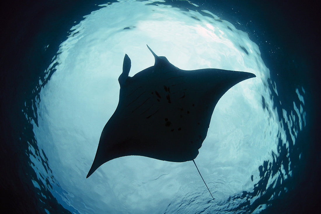 Manta Rays
