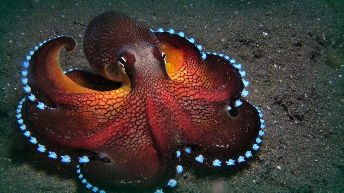 Getting Nauti & the amazing, mesmerizing octopus