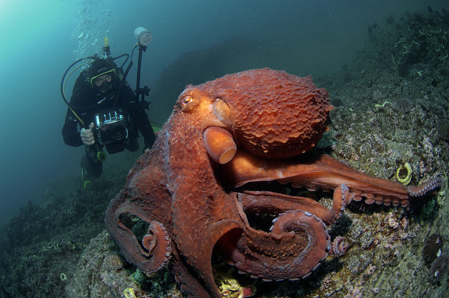 Getting Nauti With One of Our Favorite Sea Creatures - The Octopus